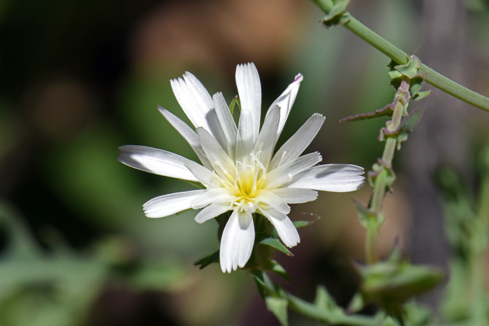 California Chicory has bright white showy flowers that are solitary on branch tips and may produce many flower heads in years with good rainfall. Rafinesquia californica